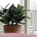 spatyphillum 3 in bananan planter